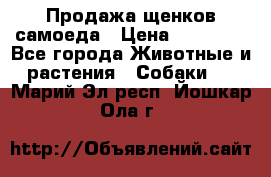 Продажа щенков самоеда › Цена ­ 40 000 - Все города Животные и растения » Собаки   . Марий Эл респ.,Йошкар-Ола г.